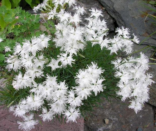 DIANTHUS arenarius - пясъчен карамфил (1223-1)